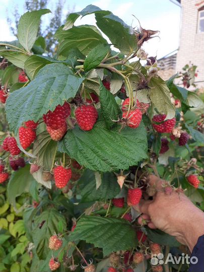 Ремонтантная малина карамелька