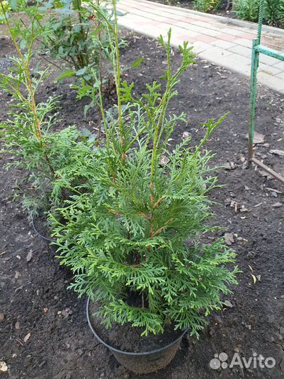 Туя колоновидная