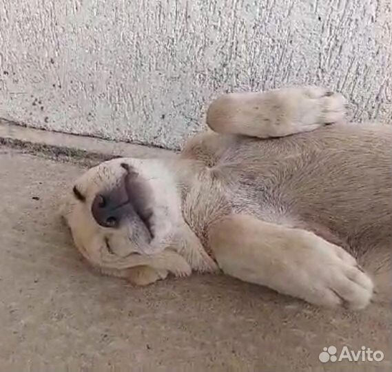 Собака щенок мелкая девочка обработана