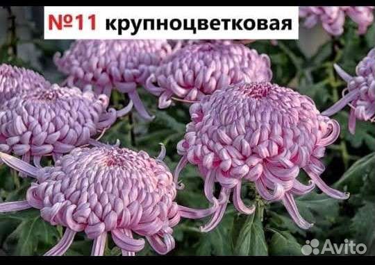 Гортензия крупнолистная