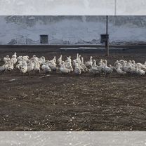 Гусята Линдовской породы 2,5 -3 мес