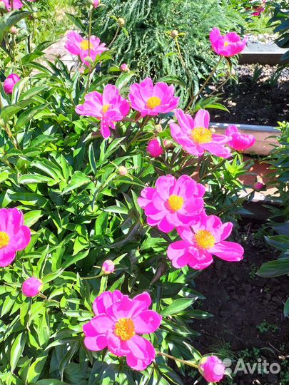 Полностью пион