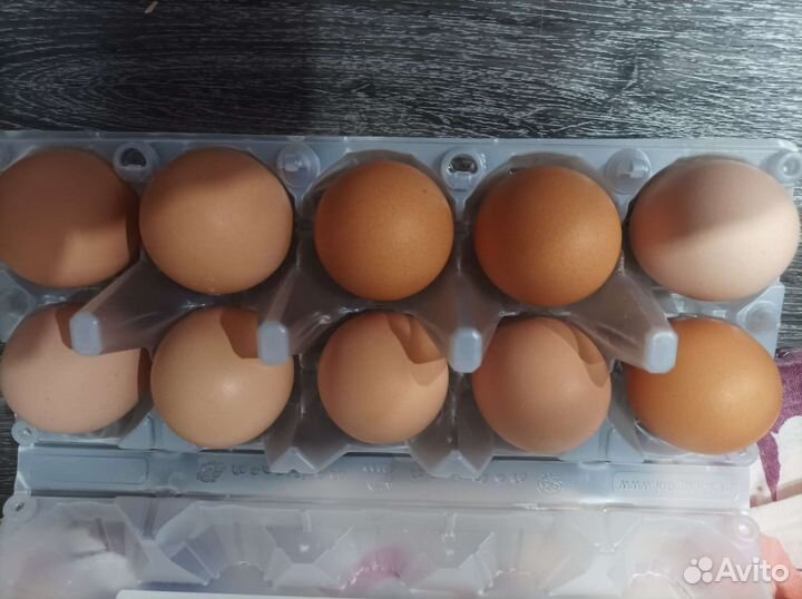 Инкубационное яйцо кур Билефельдер Криль