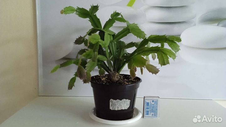 Комнатные цветы