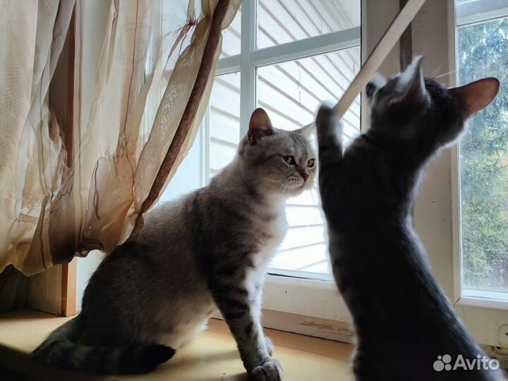 Шотландская кошечка