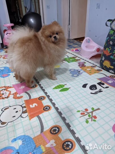 Померанский шпиц медвежьего типа. Вязка