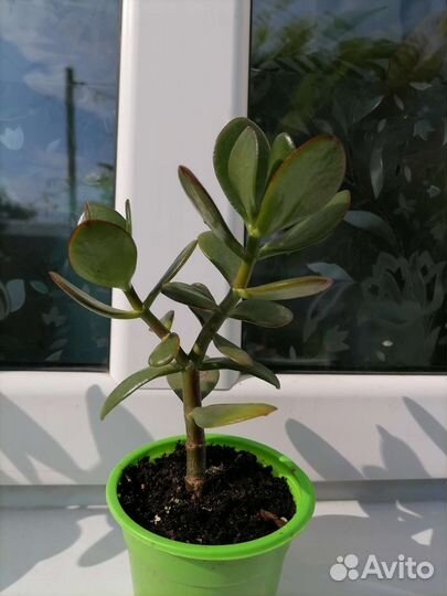 Не прихотливые растюхи