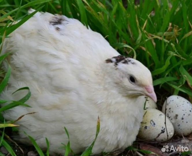 Техасский перепел