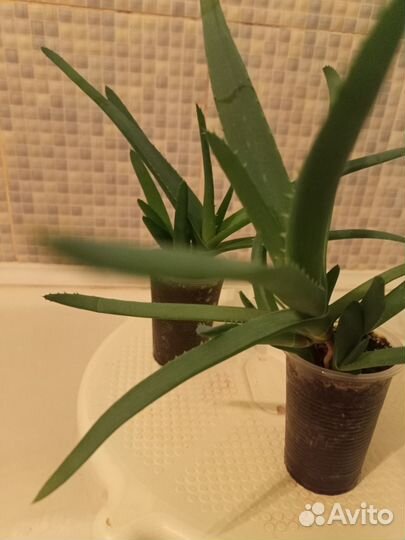 Алое лечебный