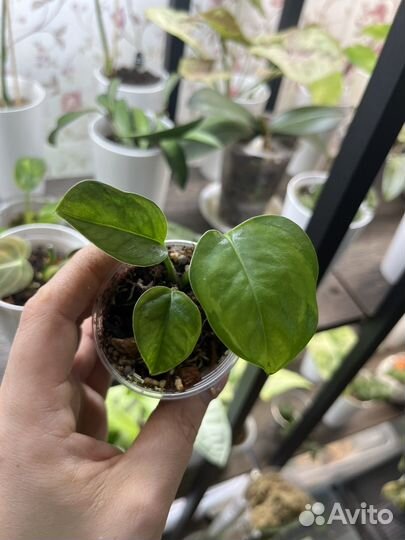 Сциндапсус / Эпипремиум