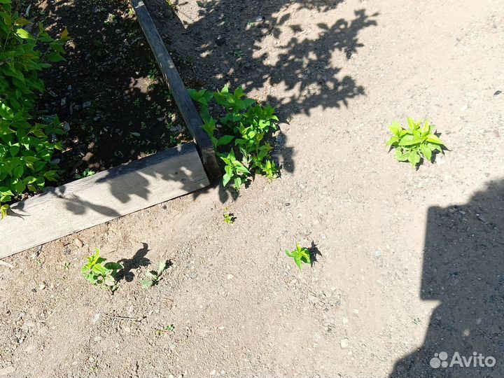 Саженцы сливы, слива бордовая