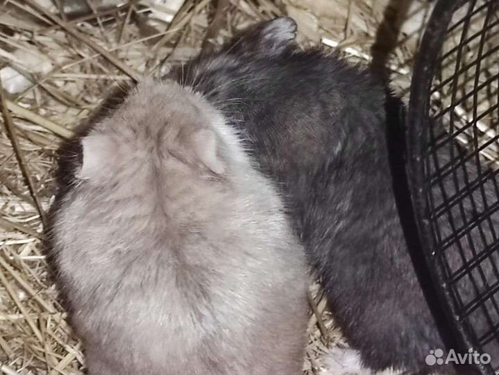 Хомяк кэмпбелла