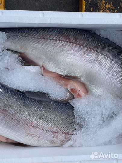 Форель Карелия Оптом