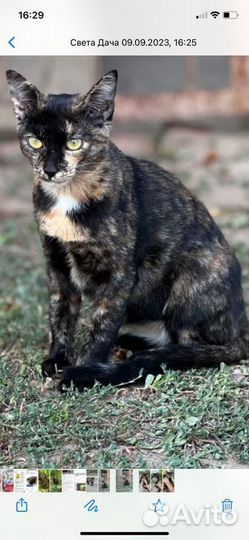 Кошечка в добрые руки