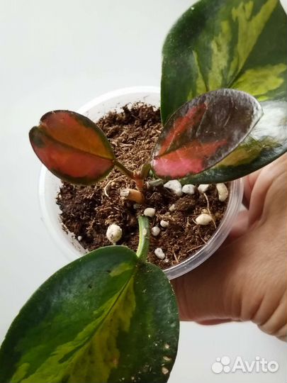 Комнатные цветы