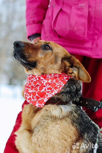 Собака Забава добрая девочка ждет своего человека