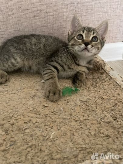 Котенок в дар