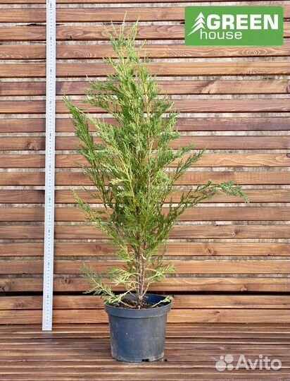 Ива Хакуро Нишике (С5)