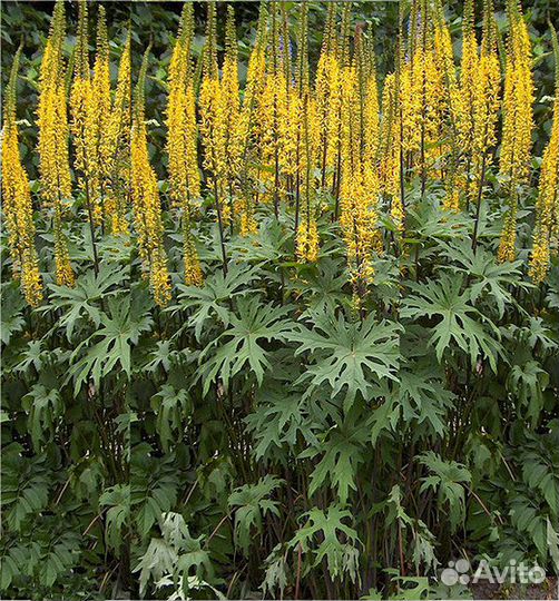 Хосты, манжетки и др