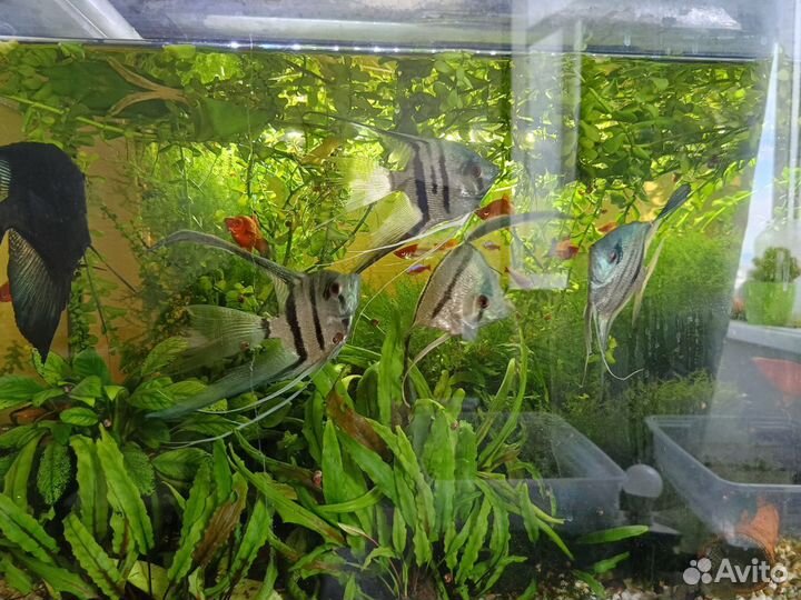 Продаются аквариумные растения, мох