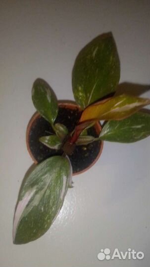 Филодендрон розовая принцесса