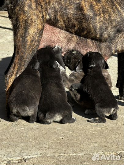 Продаються щенки Кане Корсо