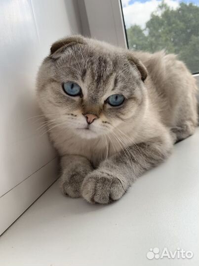 Продается кот, возраст 1 год
