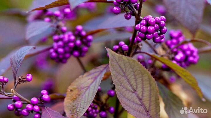 Красивоплодник Бодиньера (Калликарпа)