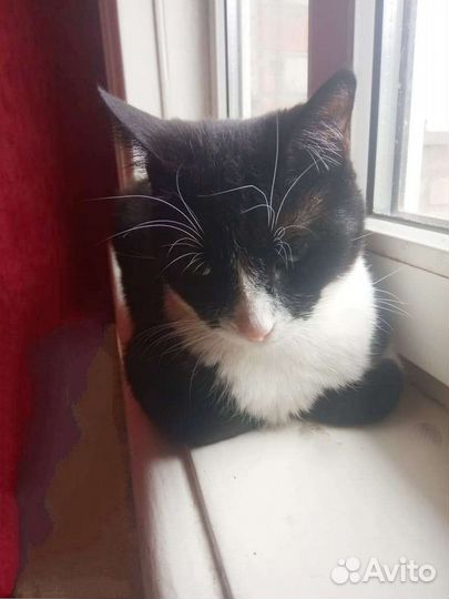 Кошка- мышеловка Шкодик