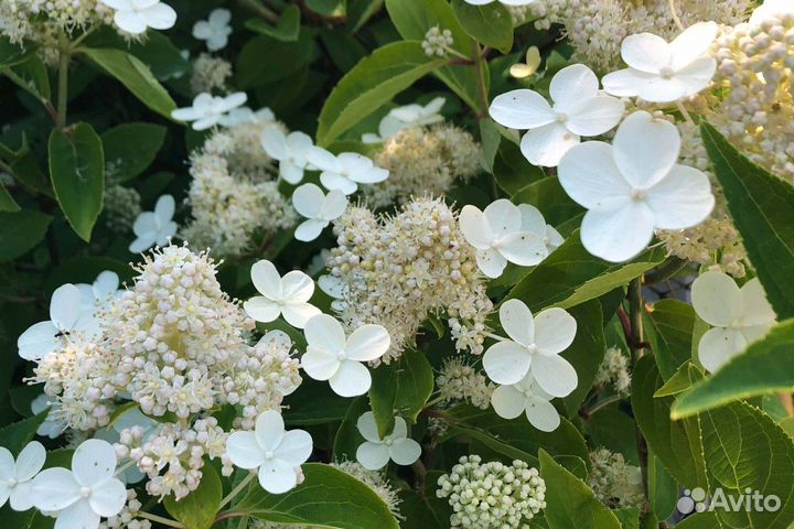 Гортензии Фантом,Ванила,рембрантдольчечивильямсред