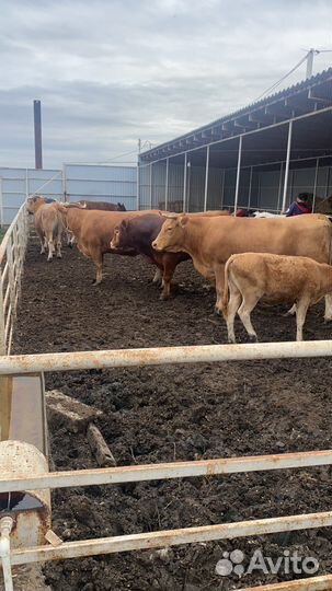 Бык и коровы