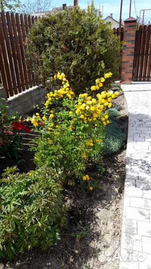 Керрия, жимолость шапочная, ирисы бород,ландыши