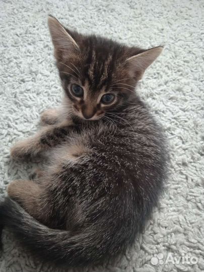 Котёнок