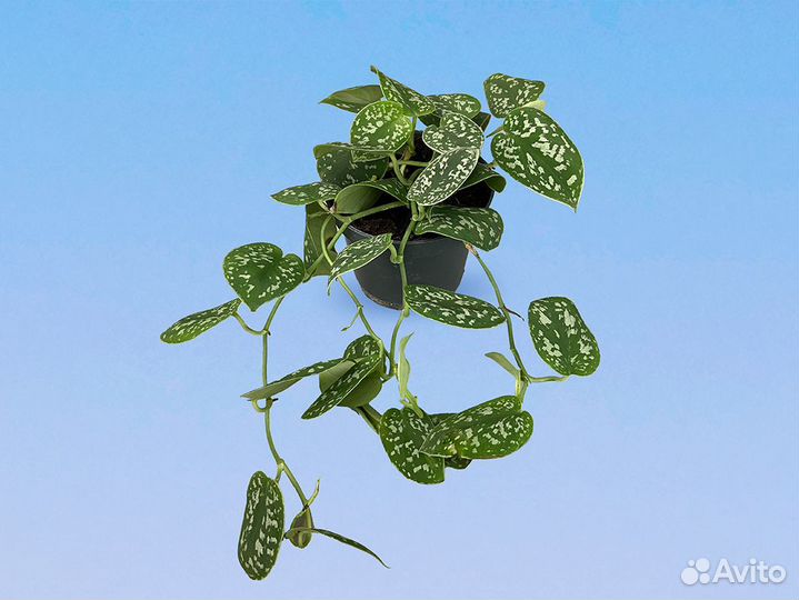 Сциндапсус Пиктус 12/25