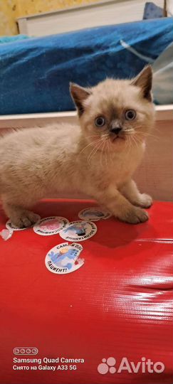 Кот шотландец