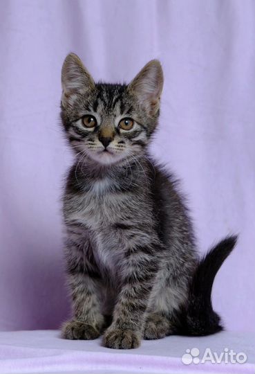 Майами ищет дом