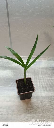 Пальма Арека Дипсис