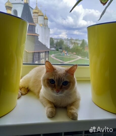 Кошка Бусинка в добрые руки