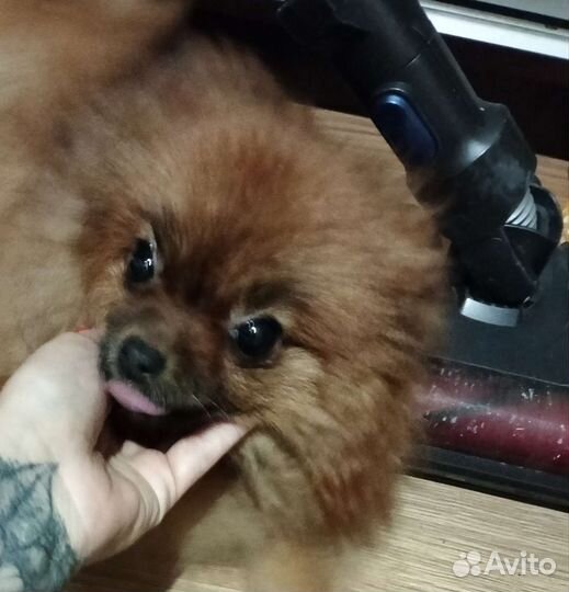 Померанский шпиц мини