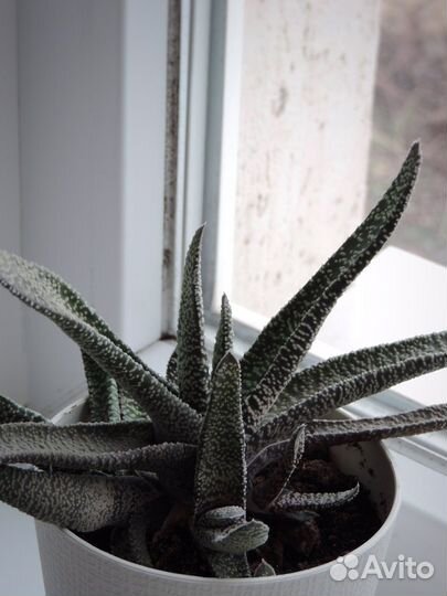 Кактусы и суккуленты