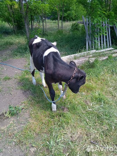 Телята телочки