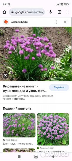 Седум голубой, лук шнитт