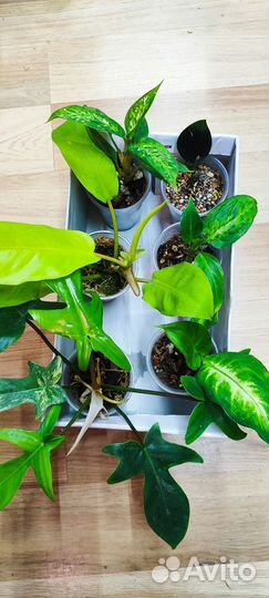 Эпипремнум