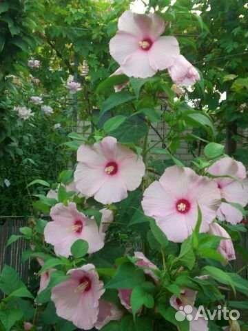 Сортовые гибискусы