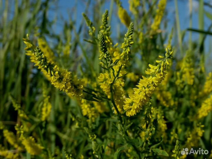 Семена Донника желтого опт