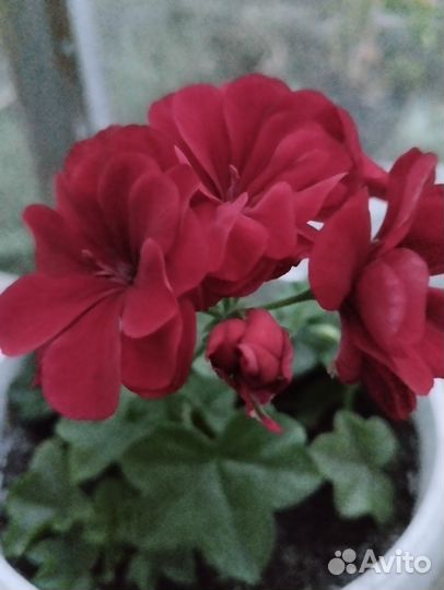 Пеларгония герань плющелистная