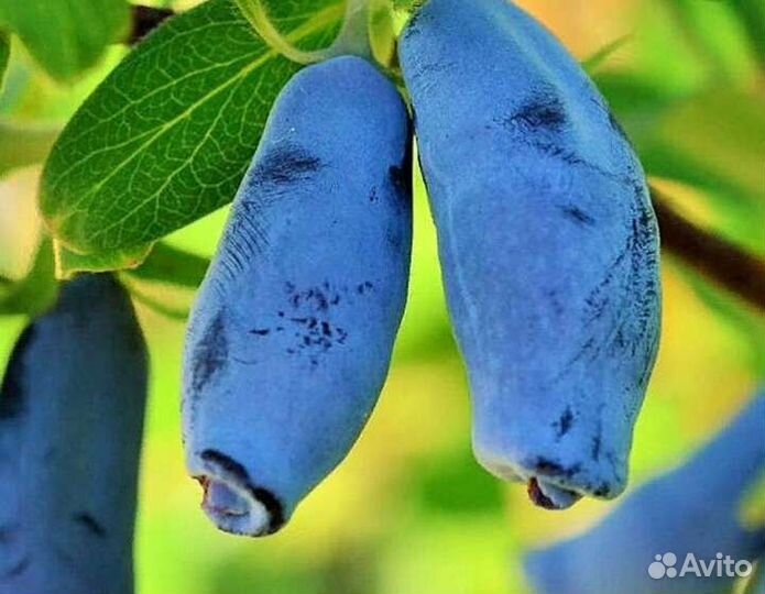 Жимолость, 3 и 4 года, 7 сортов