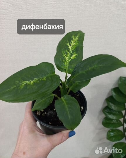 Комнатные растения цветы