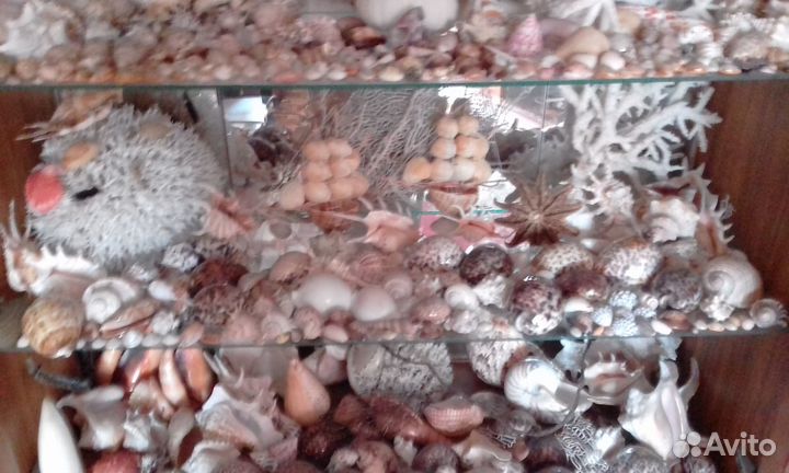 Раковины, ракушки, кораллы