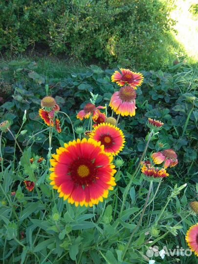 Лилейники и многолетние цветы